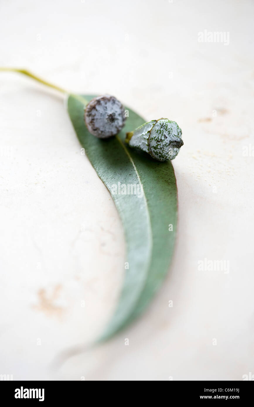 Flower buds with leaf of eucalyptus plant Stock Photo