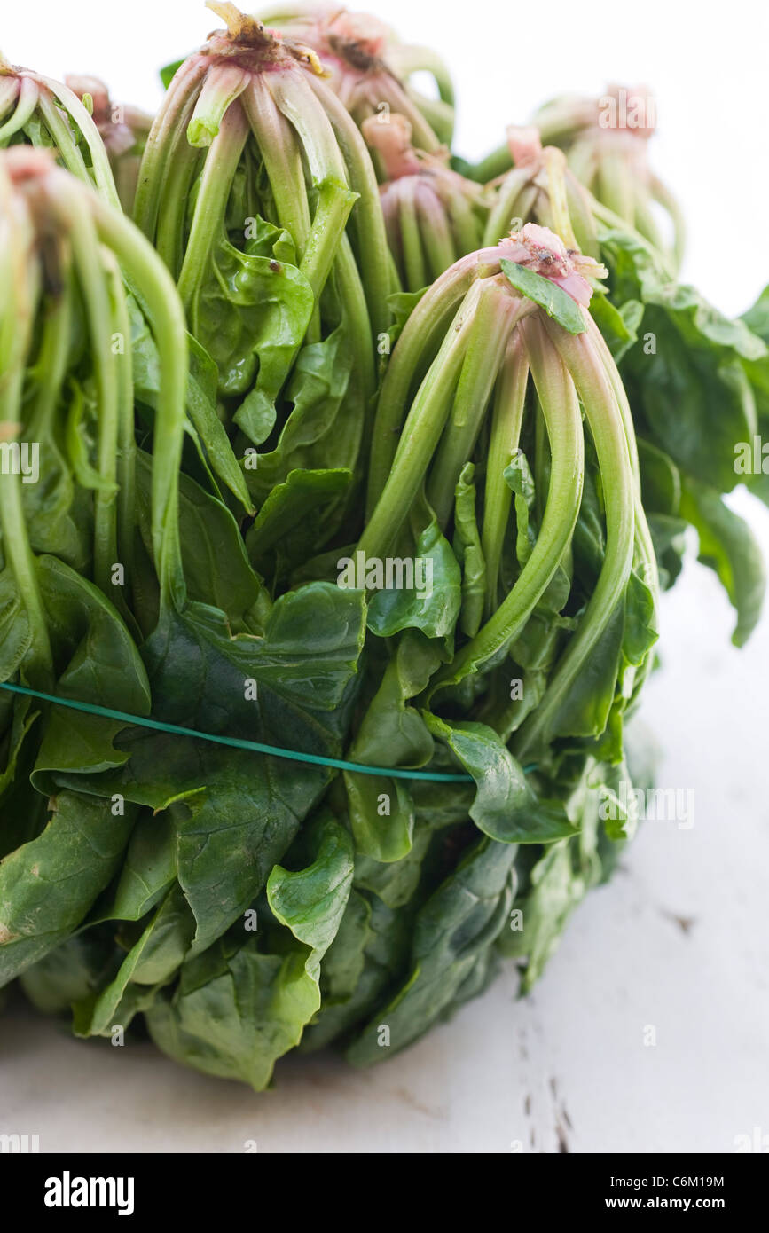 Bunch of fresh spinach Stock Photo