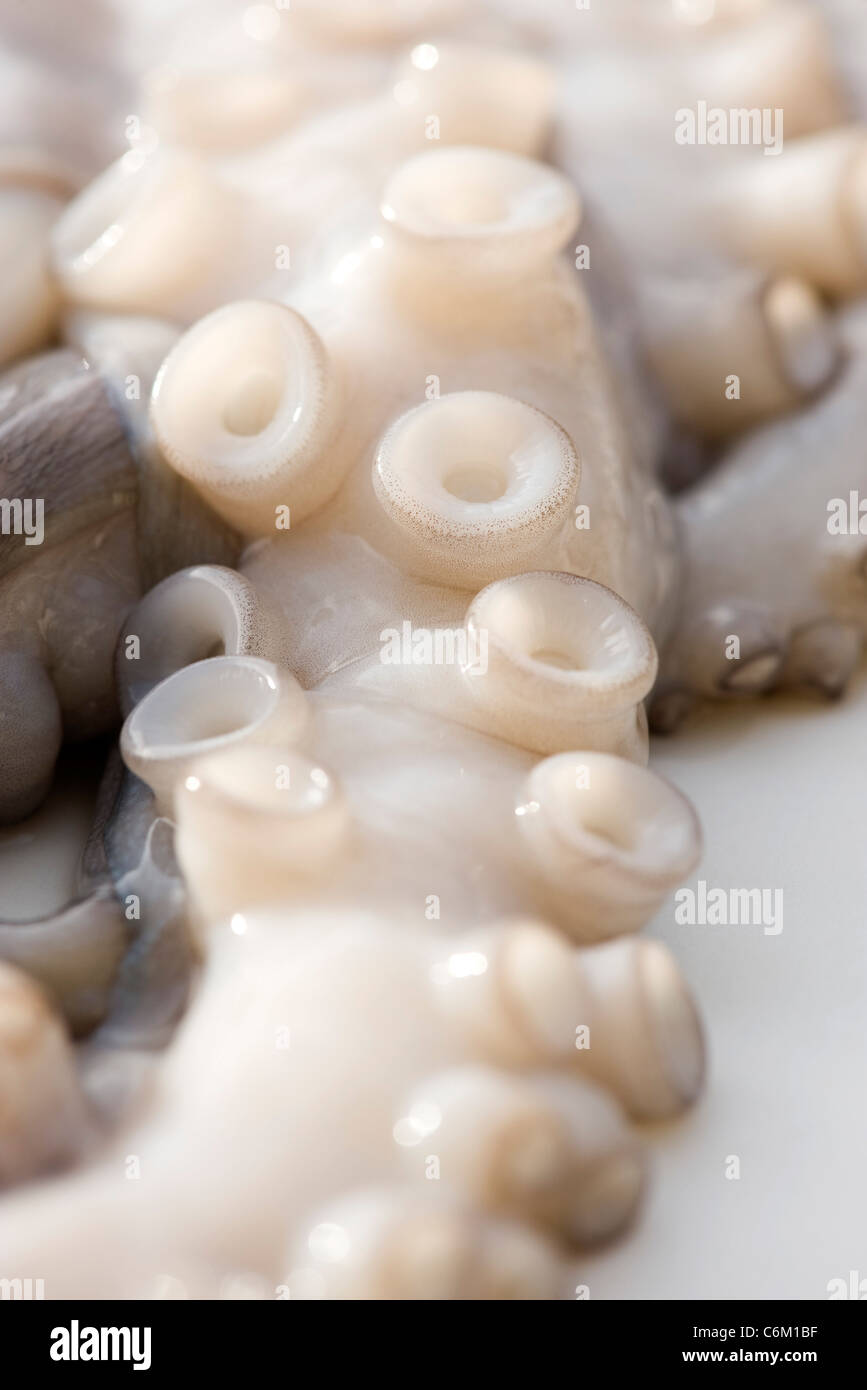 Octopus anatomy hi-res stock photography and images - Alamy