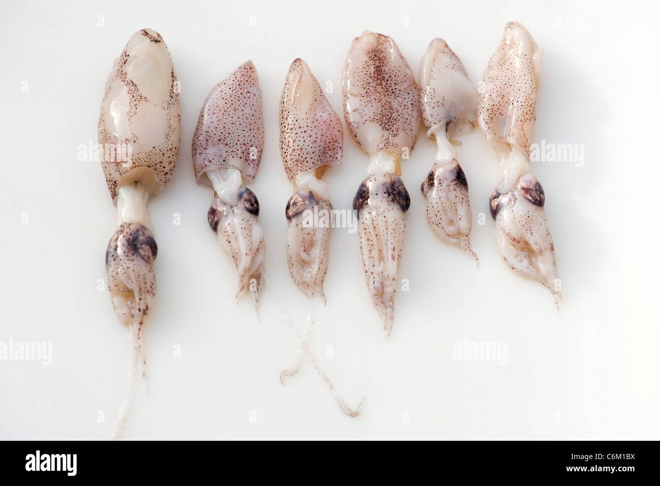 Fresh raw squid Stock Photo
