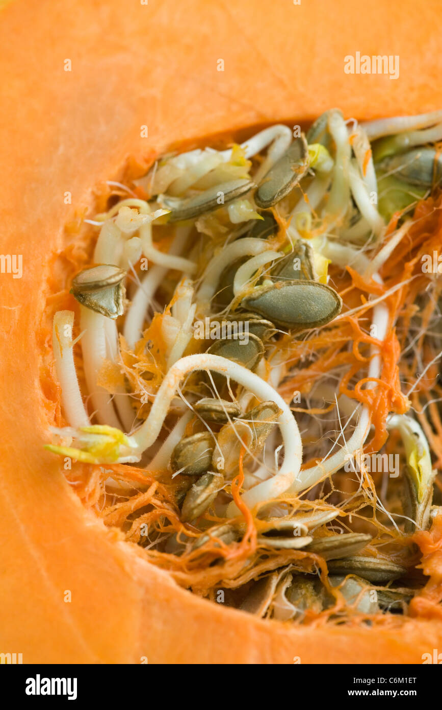 How Do You Sprout Pumpkin Seeds Pumpkin Seed Sprout