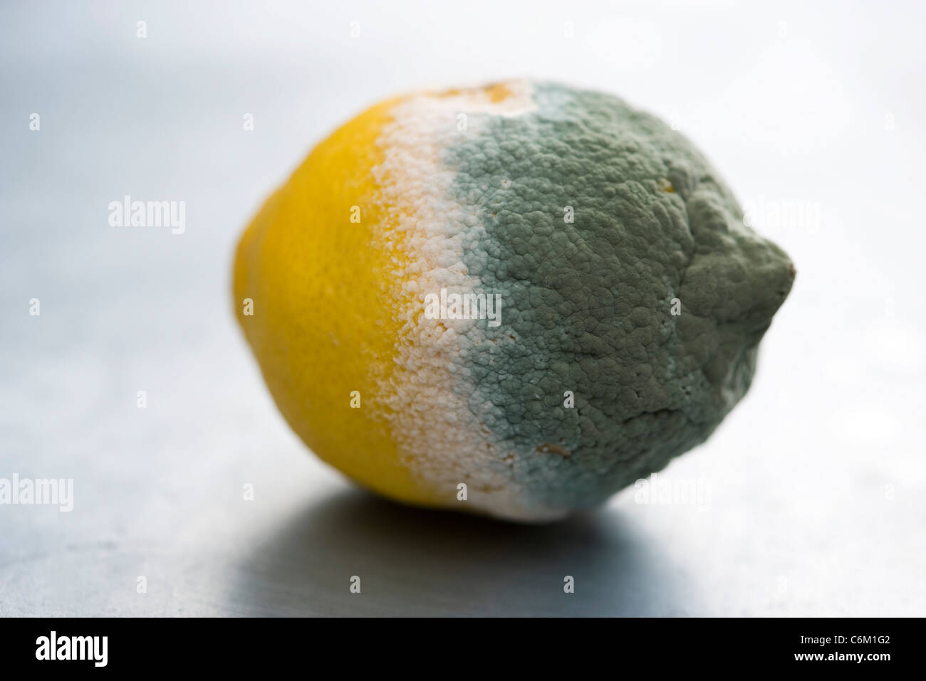 Moldy lemon Stock Photo Alamy