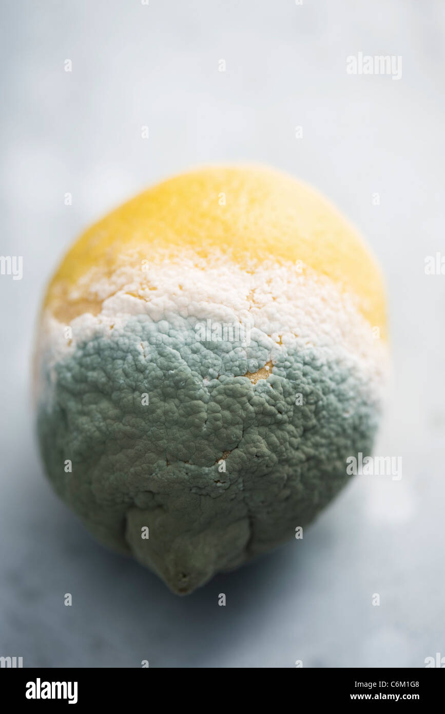Lemons with mold hires stock photography and images Alamy