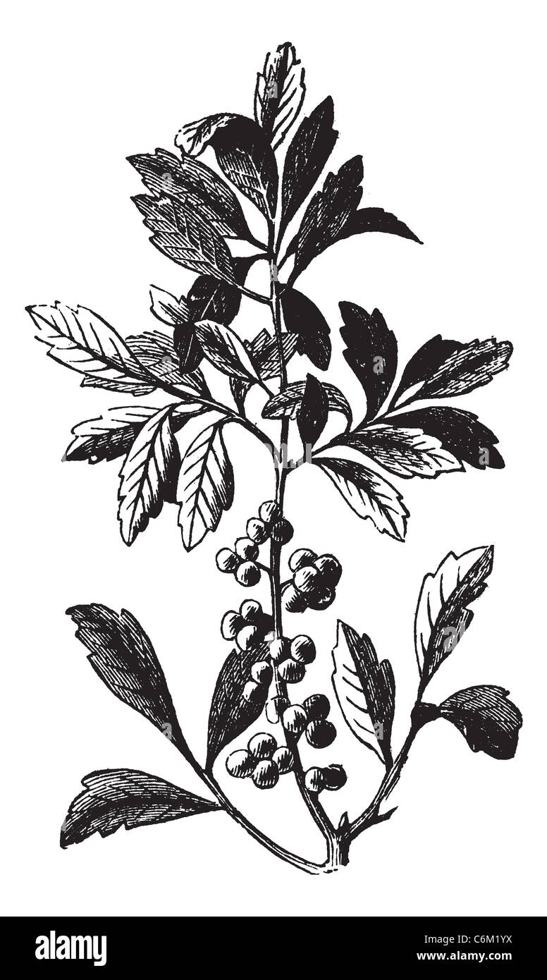 Southern Wax Myrtle or Southern Bayberry or Candleberry or Tallow or Myrica cerifera, vintage engraving. Stock Photo