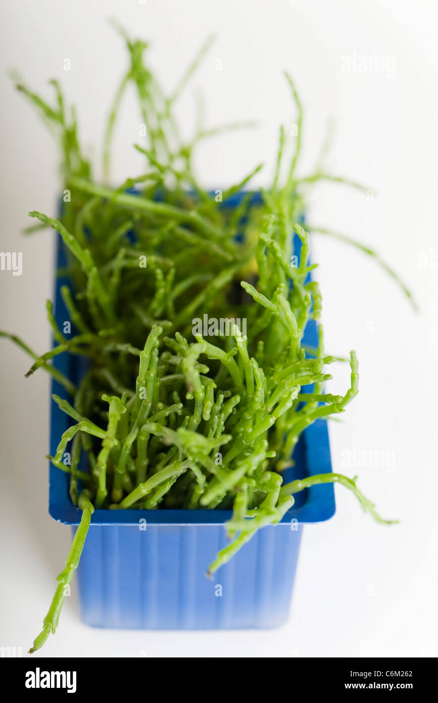 Salicornia Stock Photo - Alamy
