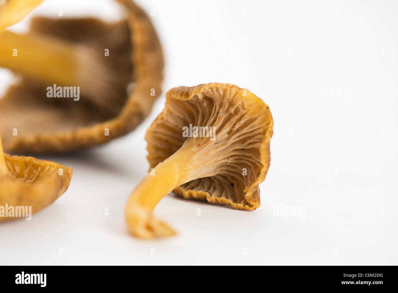 Chanterelle mushrooms Stock Photo