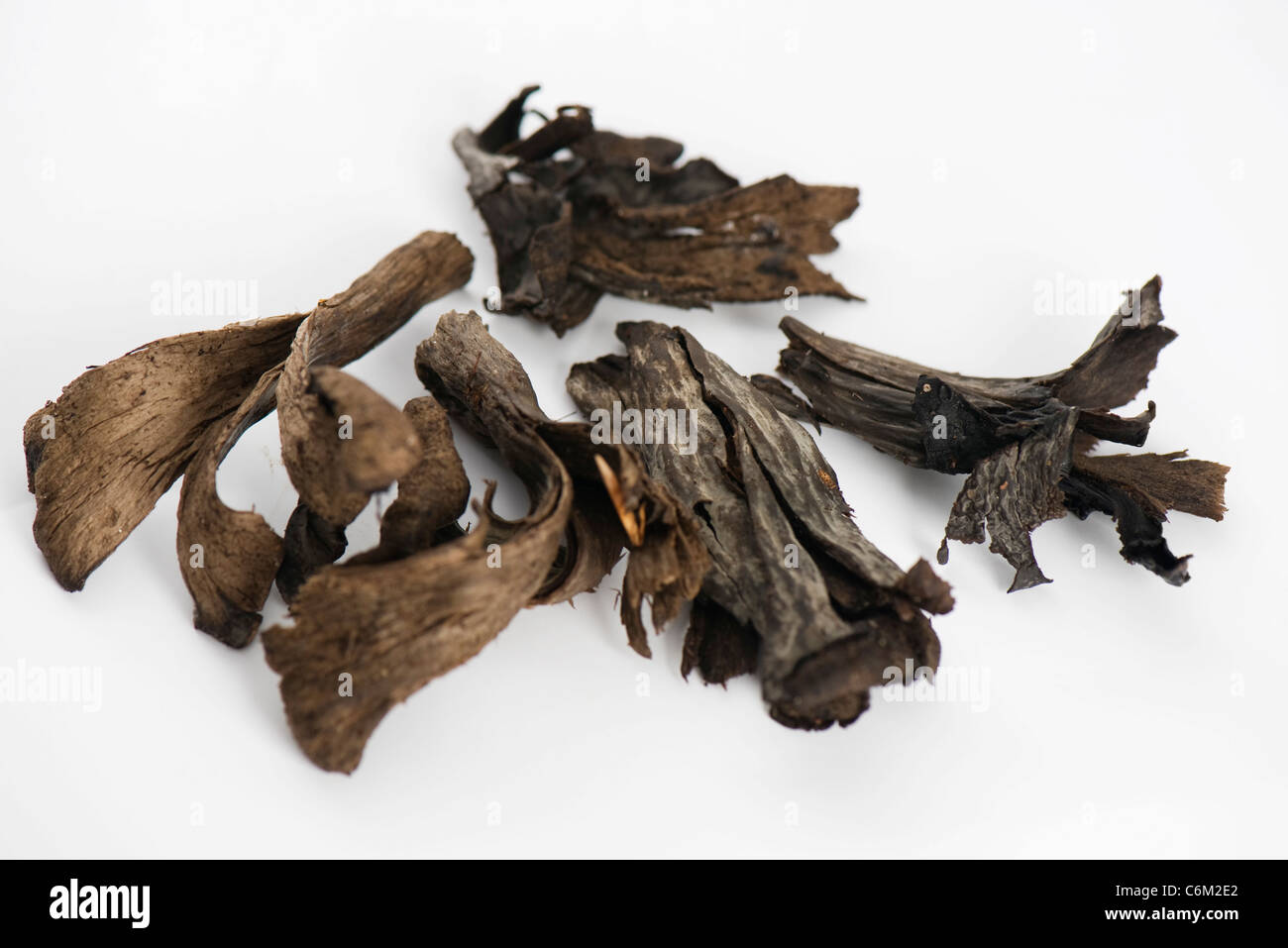 Trumpet of death mushrooms (Craterellus cornucopioides) Stock Photo