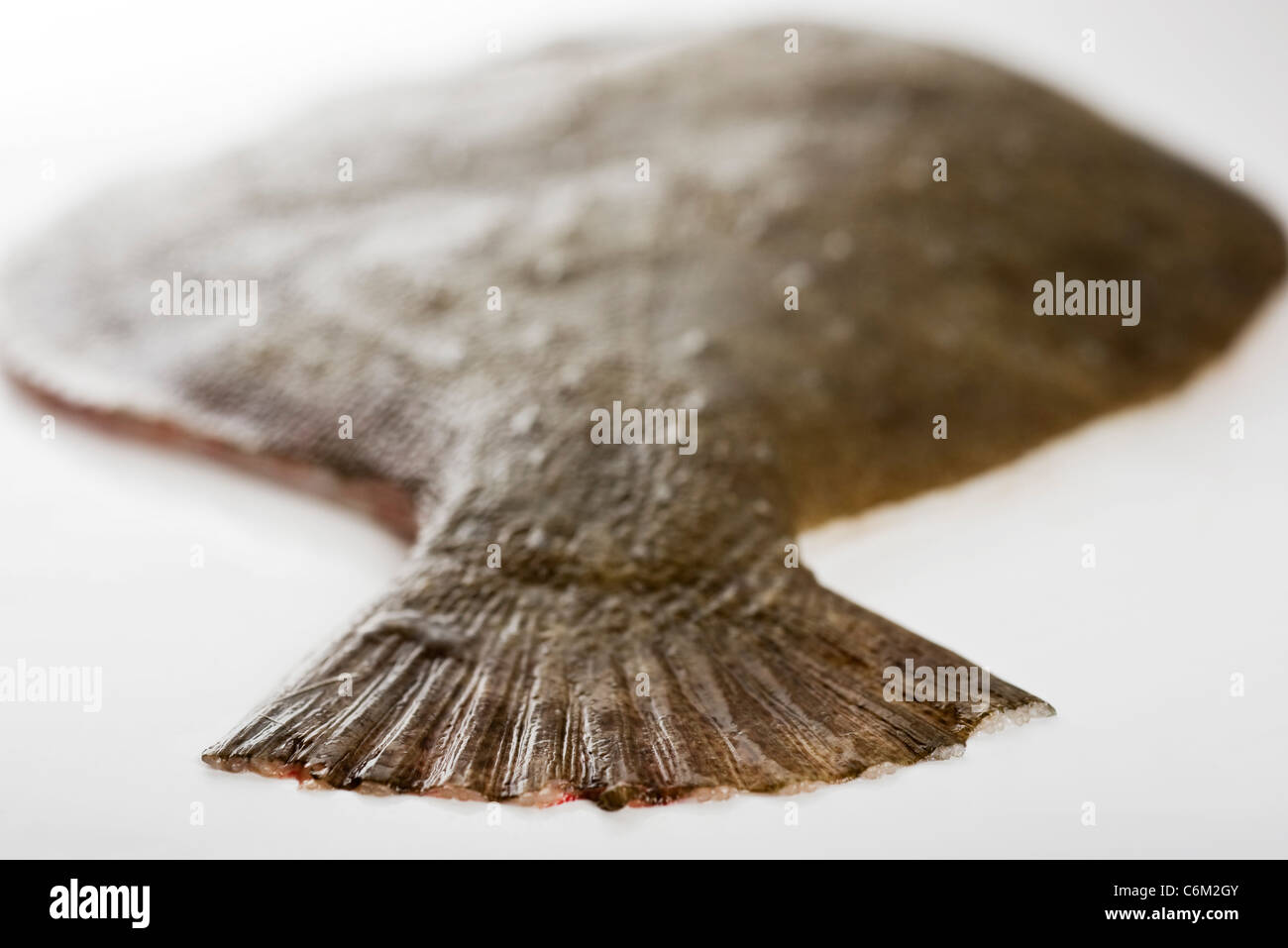 Fresh raw flounder Stock Photo Alamy