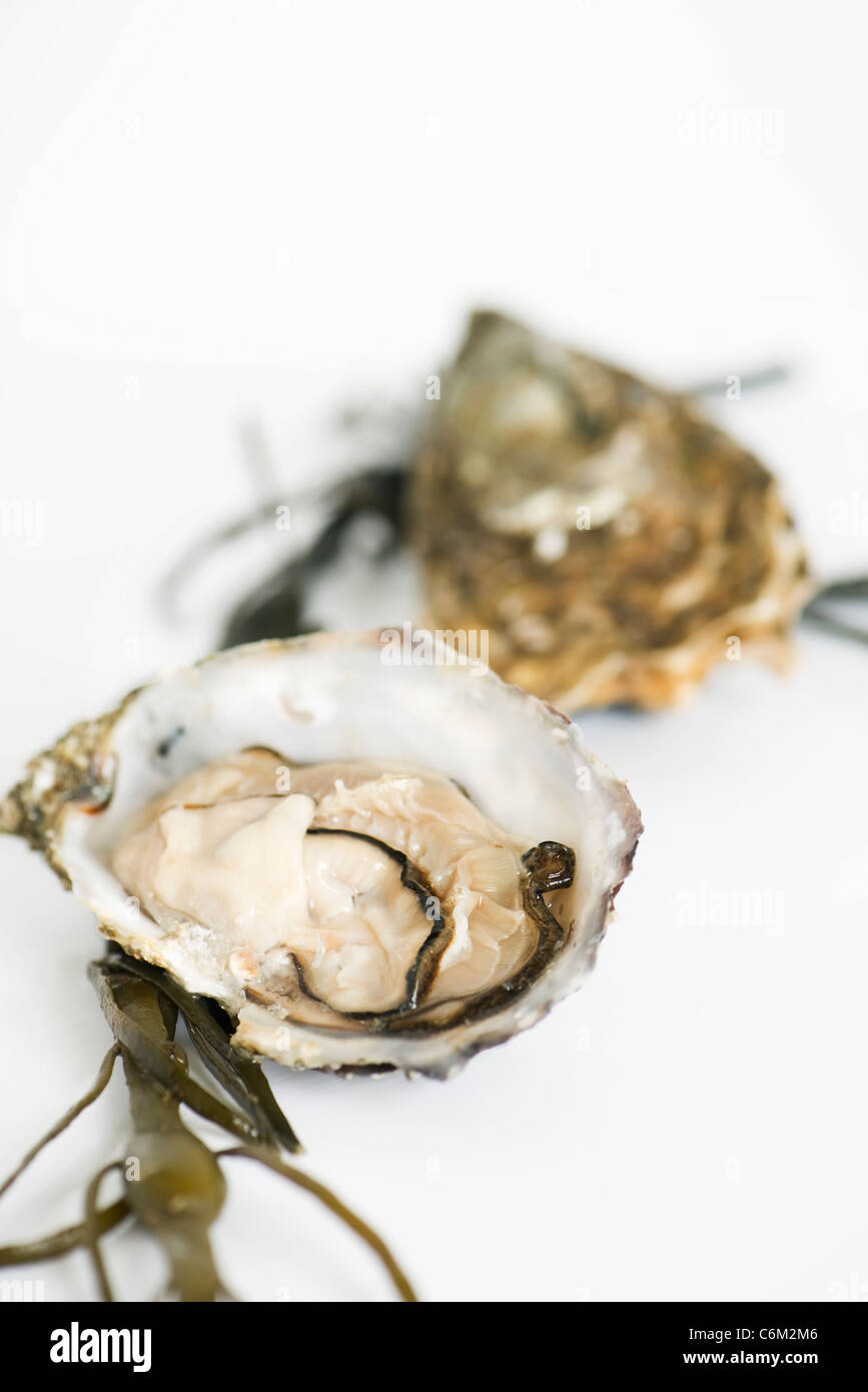 Fresh raw oysters Stock Photo Alamy