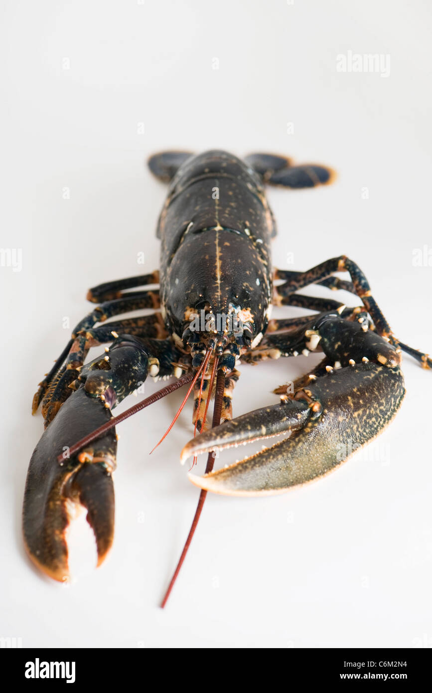 Raw lobster nobody hi-res stock photography and images - Alamy