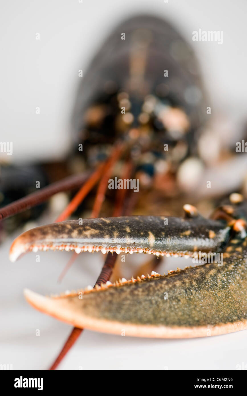 Fresh lobster, close-up of claw Stock Photo