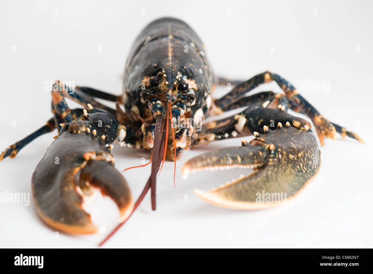Fresh lobster Stock Photo
