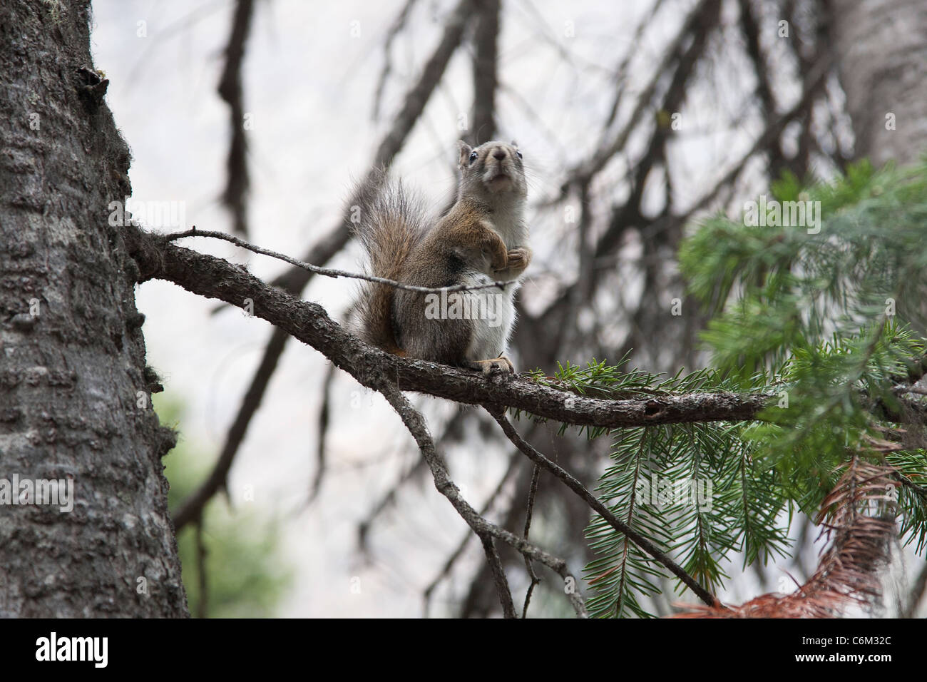 Squirrel at Mirror Lake, Alberta Canada Stock Photo