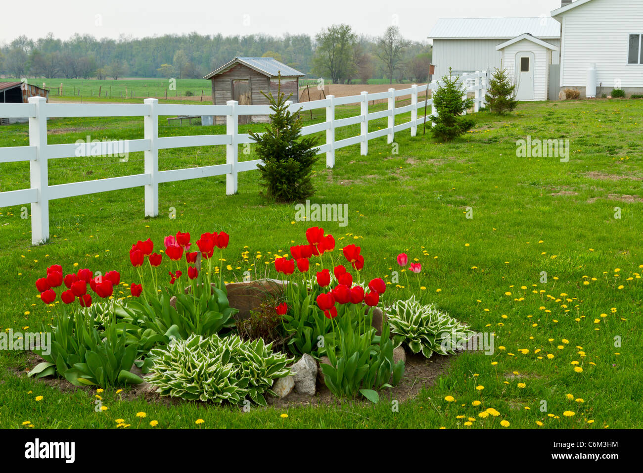 Amish farm tulip gardens near hires stock photography and images Alamy
