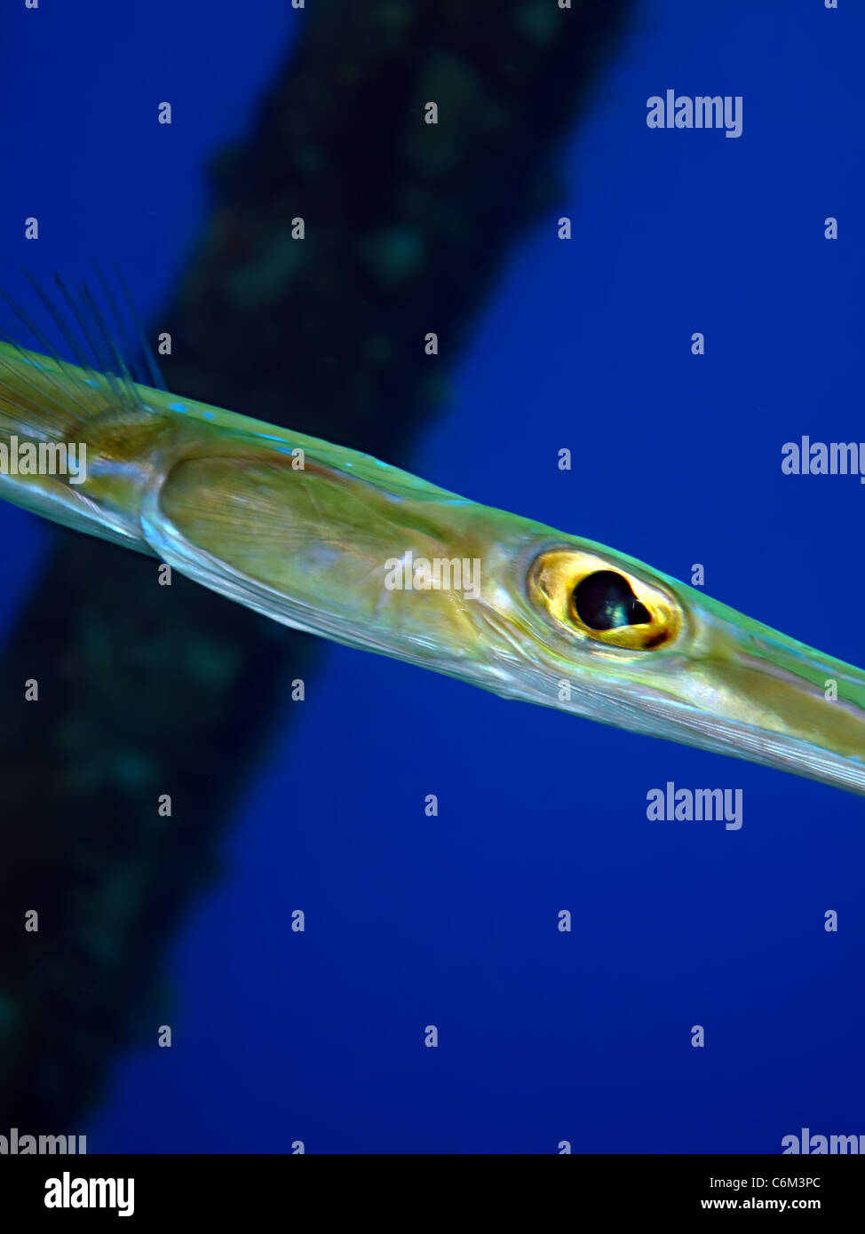 hires stock photography and images Alamy