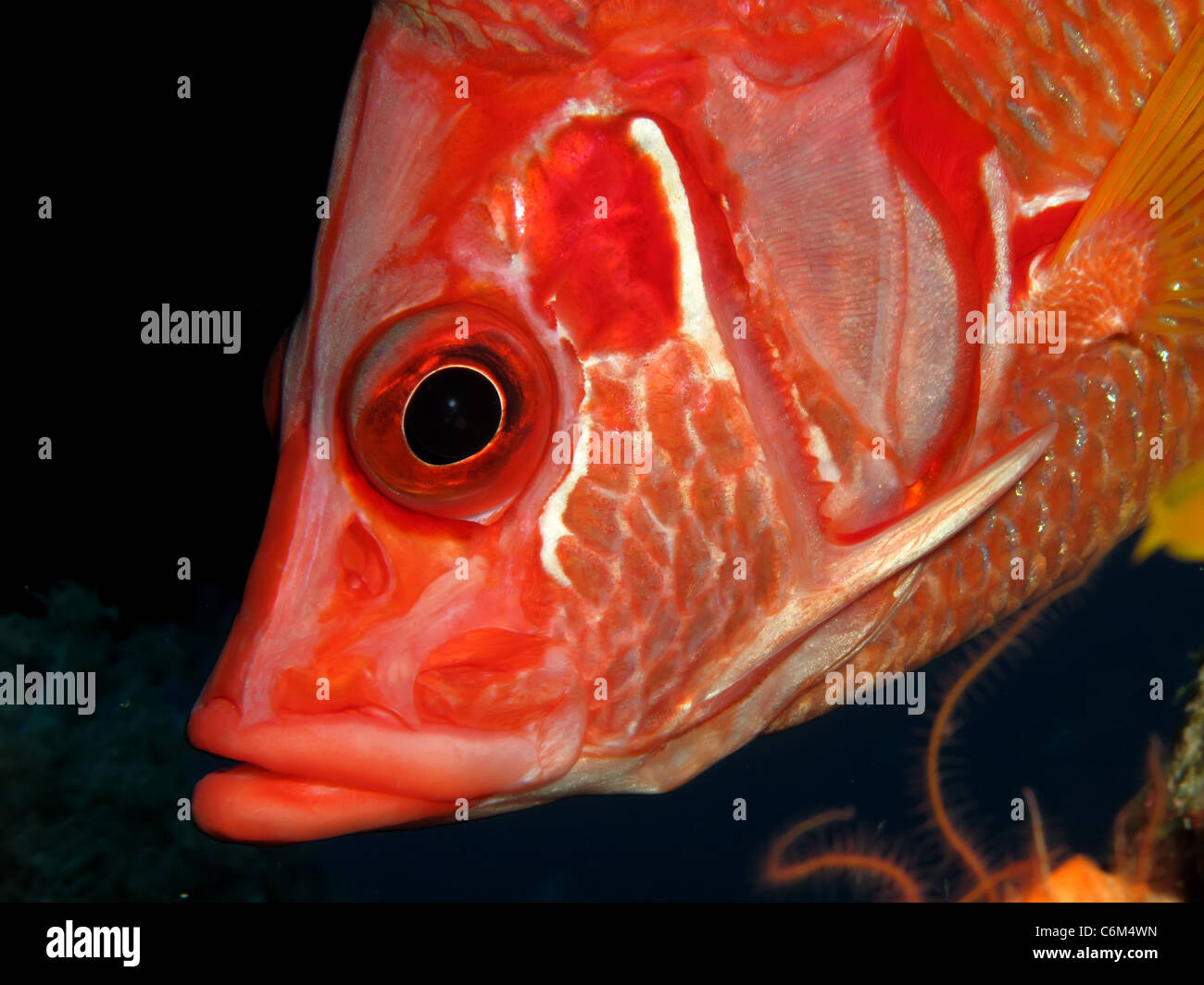 Longjawed squirrelfish. (Sargocentron spiniferum) Stock Photo