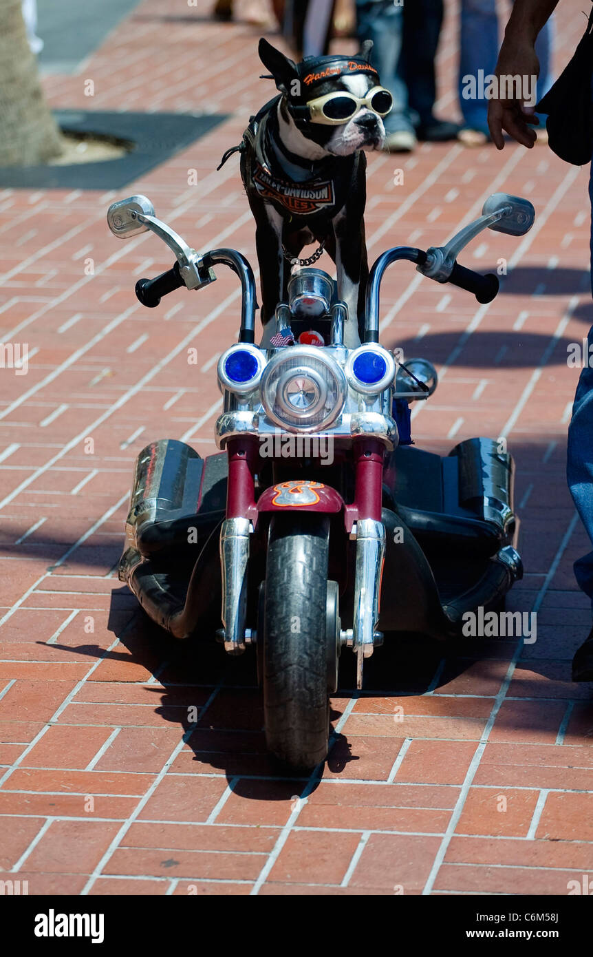 Why Do Dogs Bark At Motorcycles