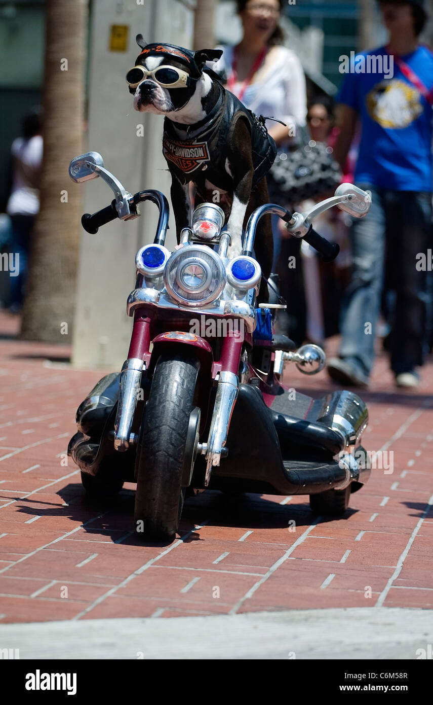 Why Do Dogs Bark At Motorcycles