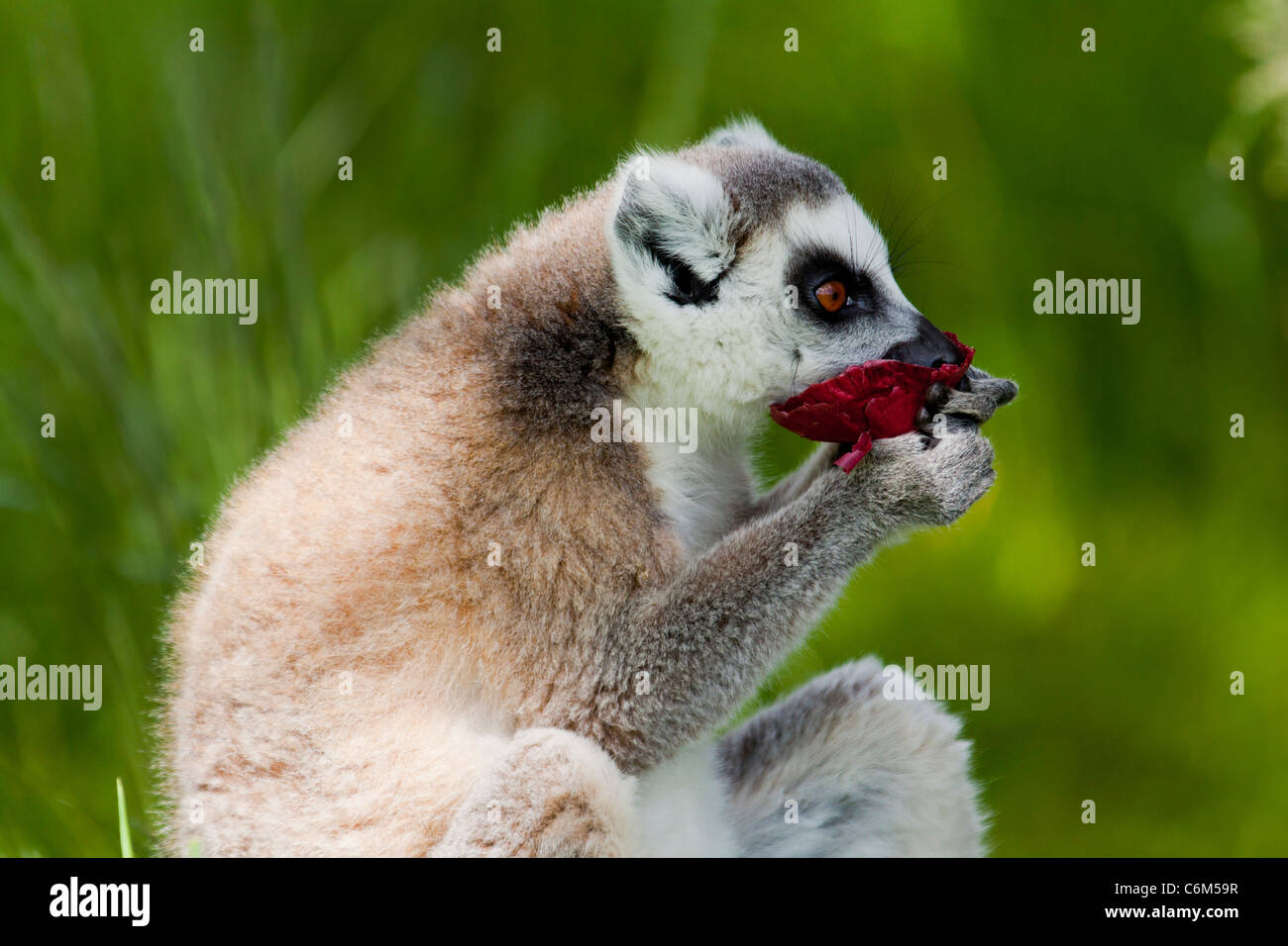 Lemur (Lemur catta) eating sniffing a flower from Madagascar sitting on