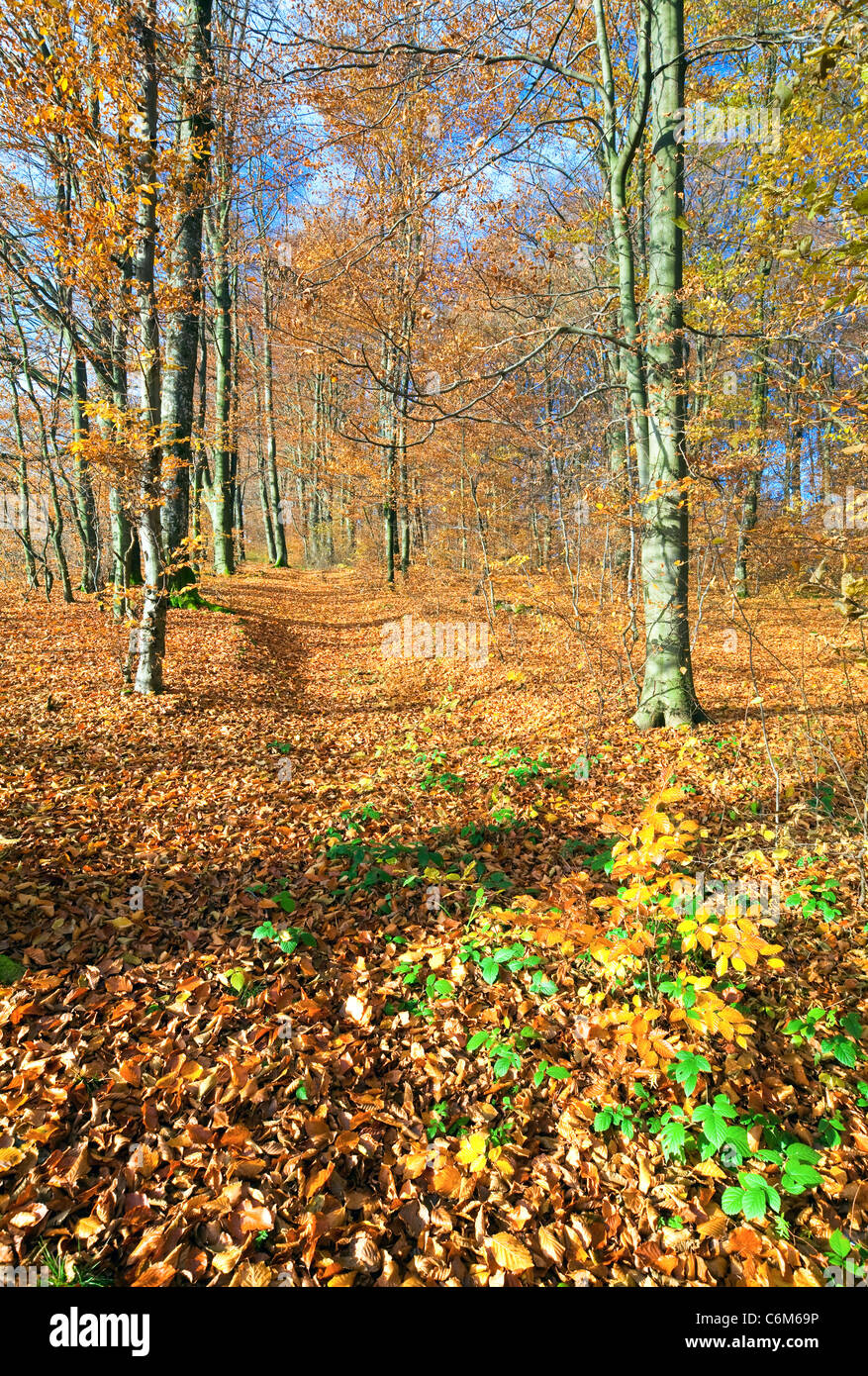Sunny autumn mountain forest (on mountainside Stock Photo - Alamy