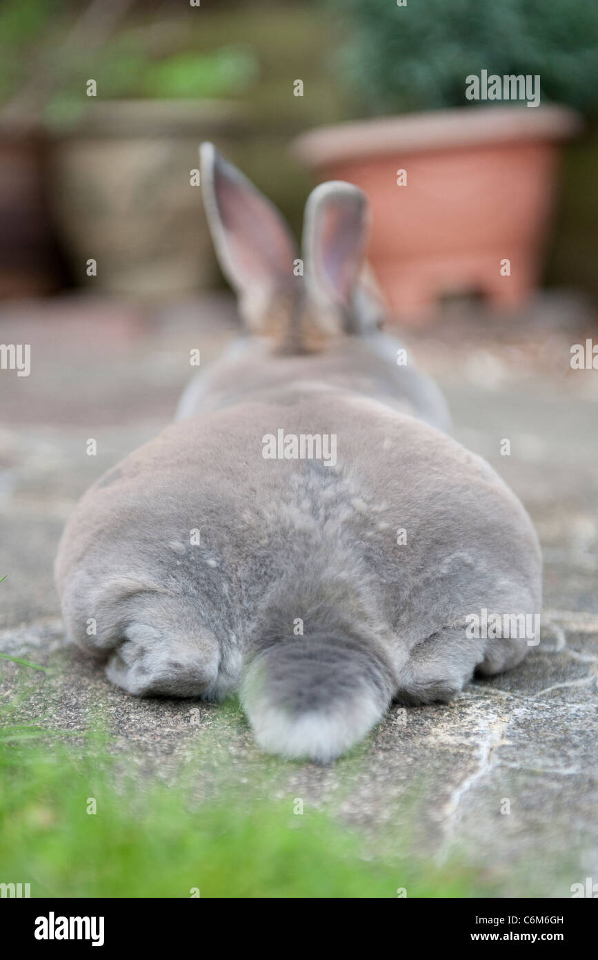 Cute bum hires stock photography and images Alamy