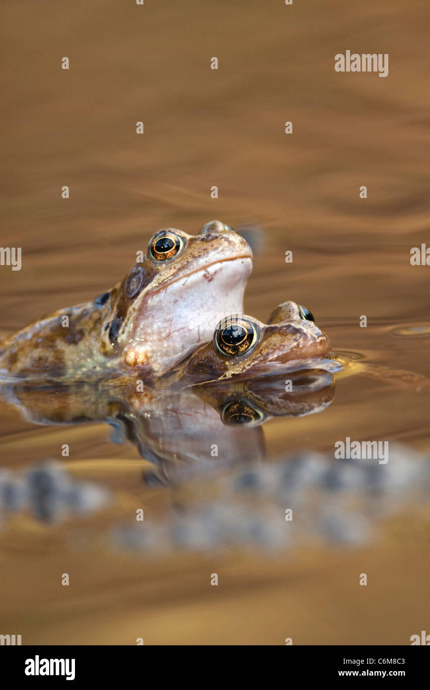 Rana temporaria - common frog Stock Photo