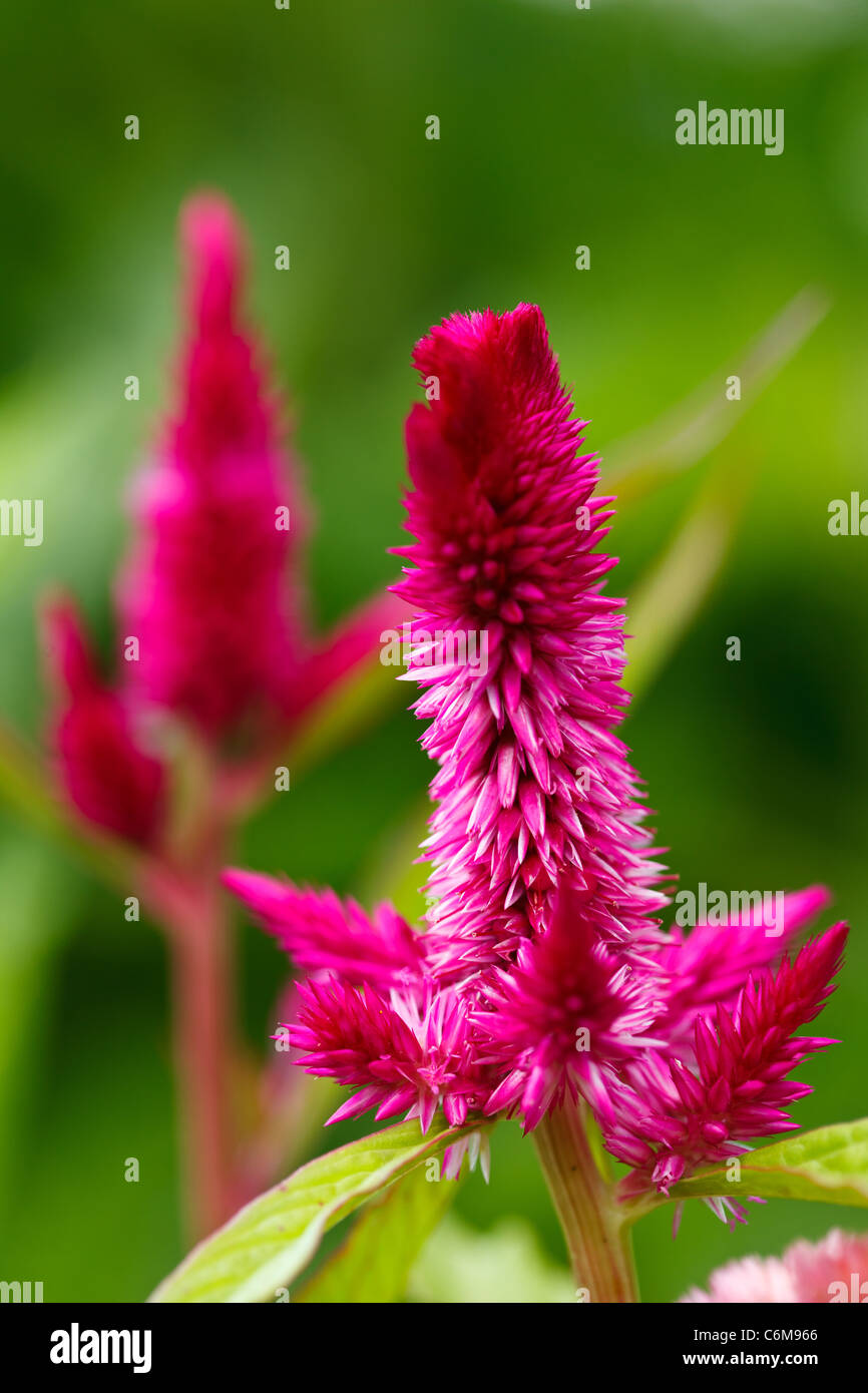 Closeup of a cockscomb flower (Celosia Cristata) in a garden Stock Photo