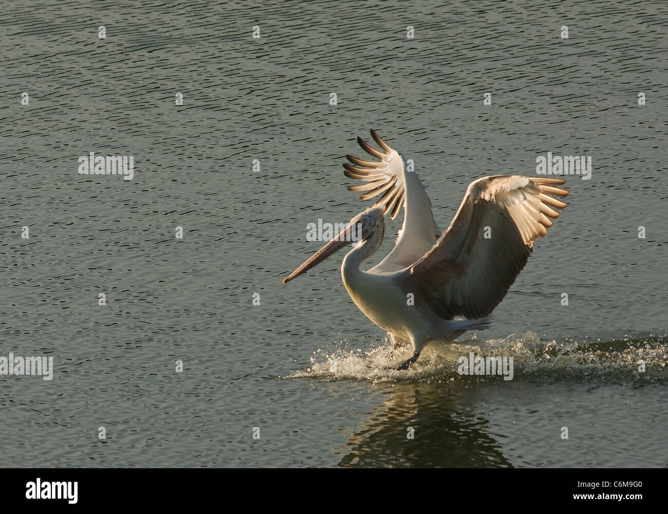 pelican landing Stock Photo