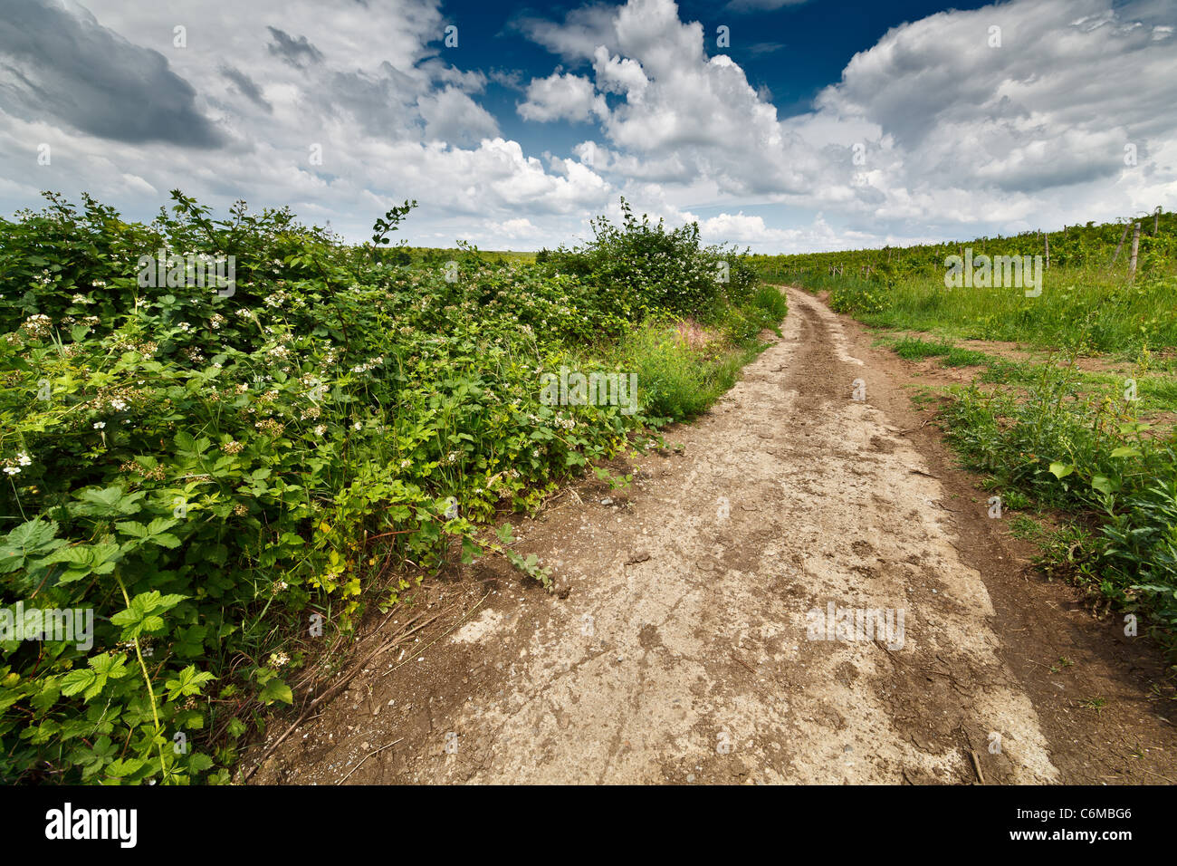 Landscape with dirt road in the countryside under blue sky with clouds ...