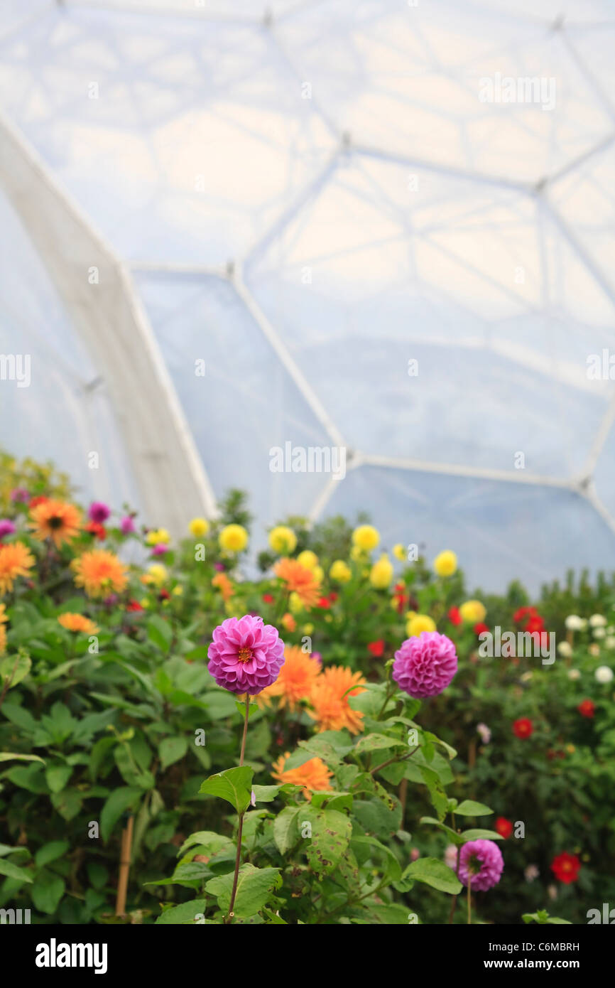 Biome Buildings High Resolution Stock Photography and Images - Alamy