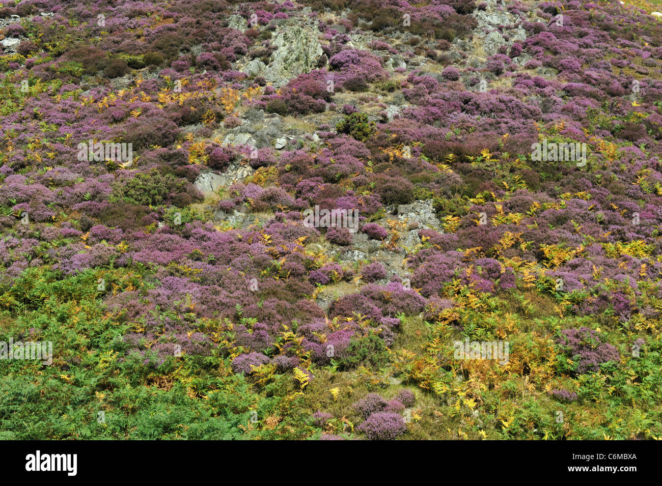 Purple heather and wild flora on The Long Mynd Church Stretton Shropshire Uk Stock Photo