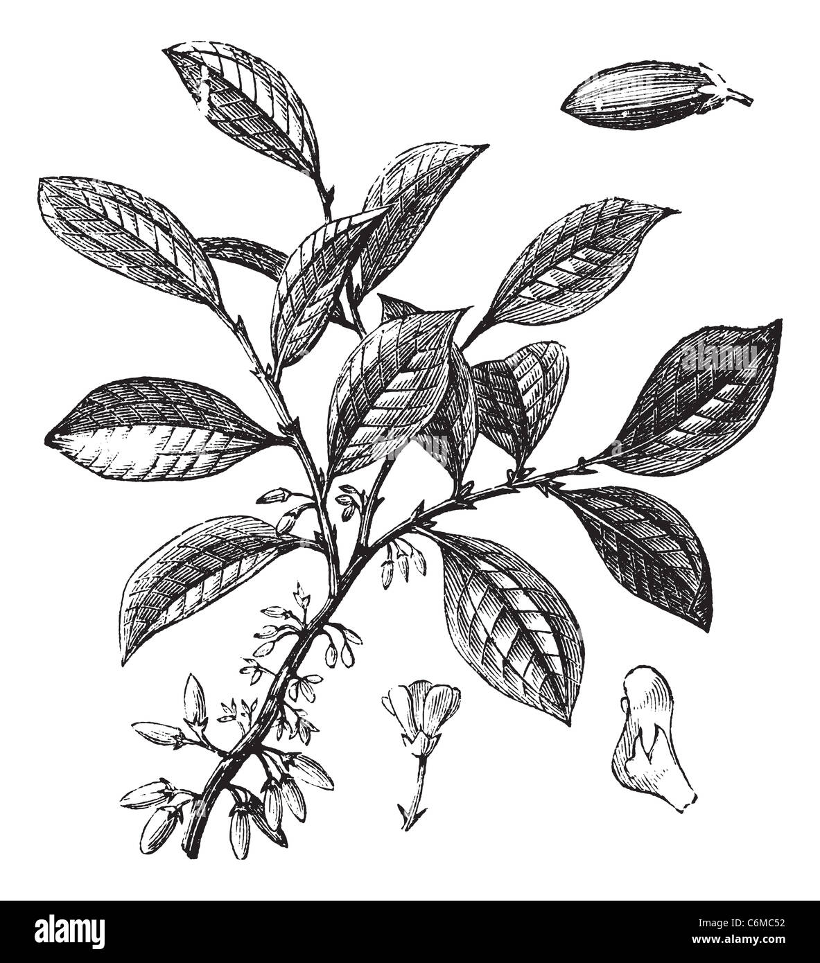 Cocaine or Coca or Erythroxylum coca, vintage engraving. Old engraved illustration of a Cocaine plant showing flowers. Stock Photo