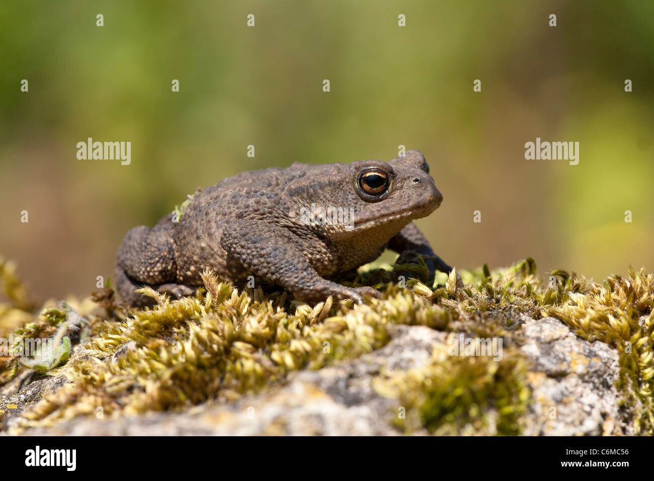 Bufo bufo - European toad Skomer island Stock Photo