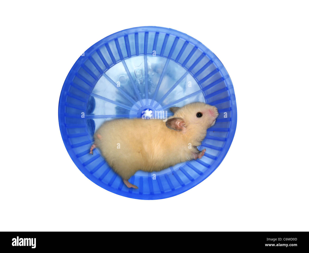 All About the Hamster: The Pouch-Cheeked Rodent - Gage Beasley Wildlife