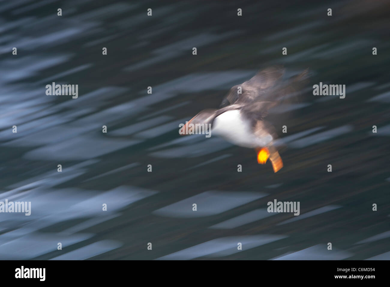 Blurred photograph of a puffin in flight Stock Photo