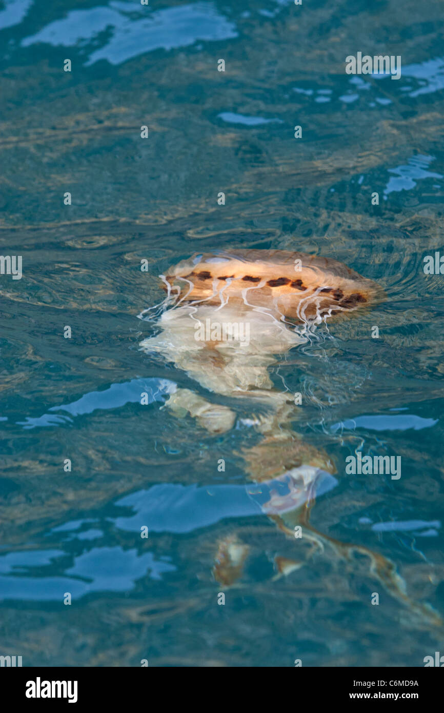 Jelly fish on the welsh coast Stock Photo
