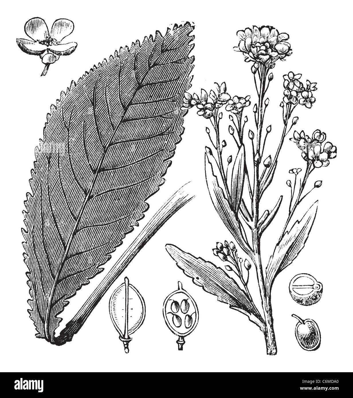 Scurvy-grass or Scurvy Grass or Scurvygrass or Spoonwort or Cochlearia sp., vintage engraving. Old engraved illustration of Scur Stock Photo