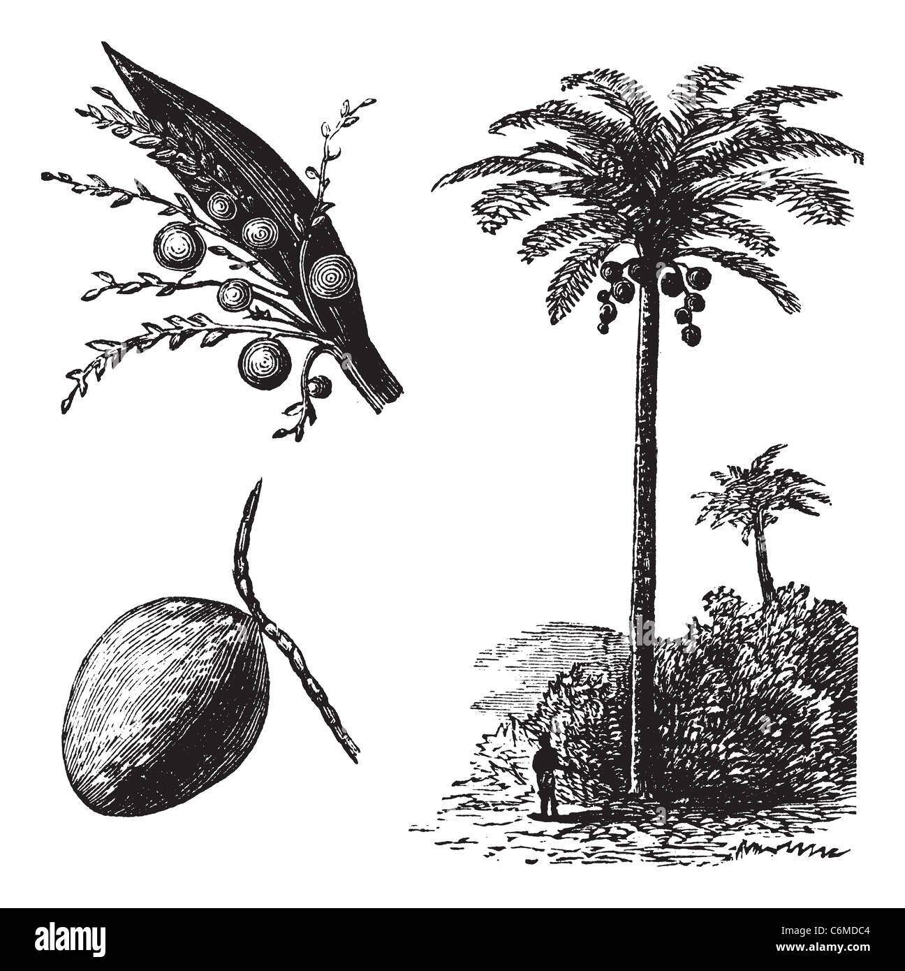 Coconut or Coconut Palm or Cocos nucifera, vintage engraving. Old engraved illustration of a Coconut tree showing flowers and fr Stock Photo