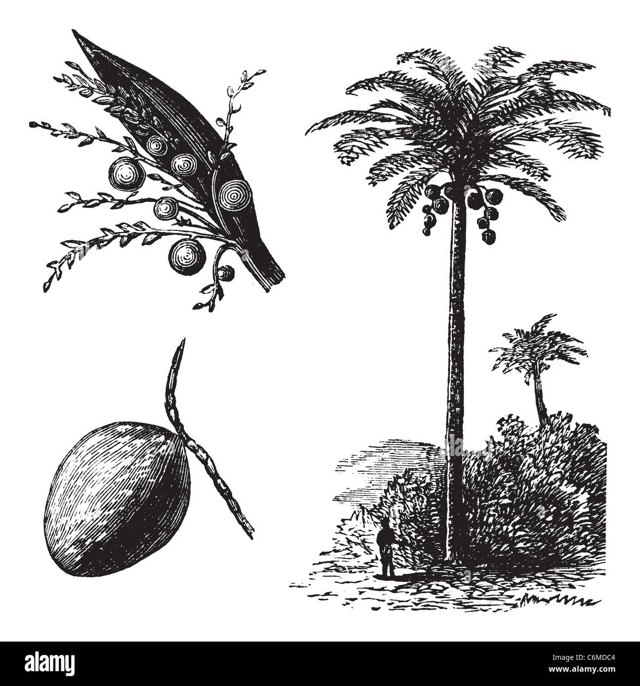 Coconut or Coconut Palm or Cocos nucifera, vintage engraving. Old