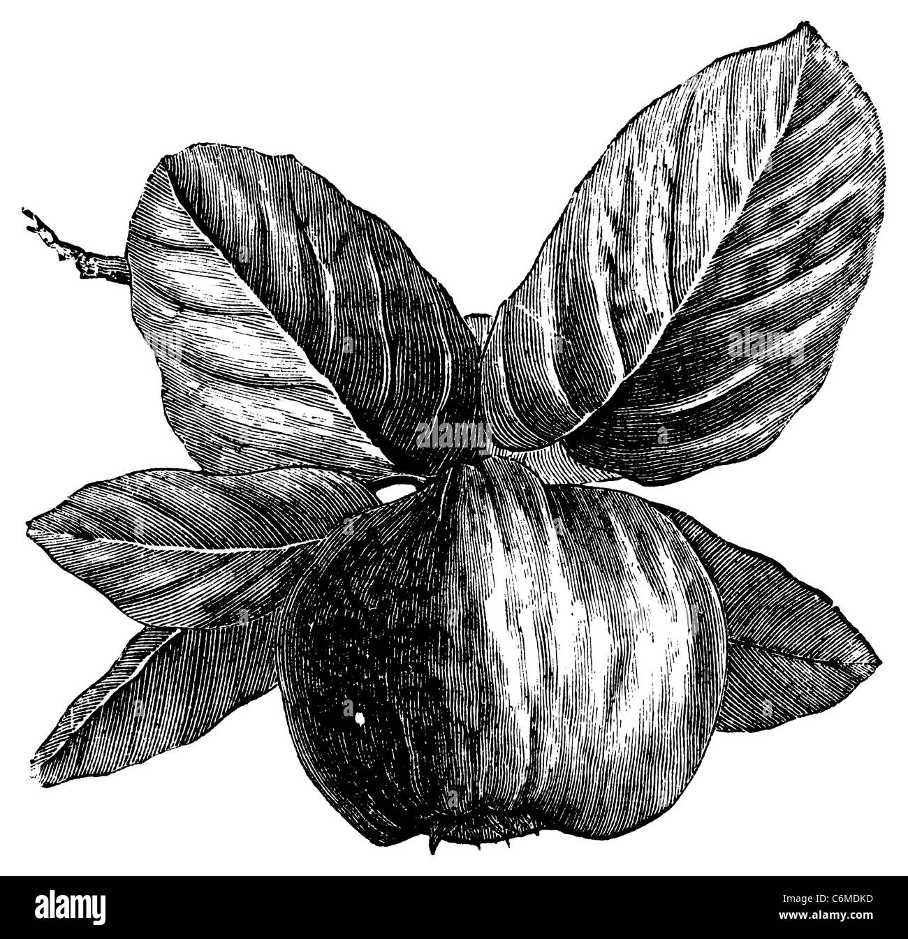 Quince or Cydonia oblonga, vintage engraving. Old engraved illustration of a Quince. Stock Photo
