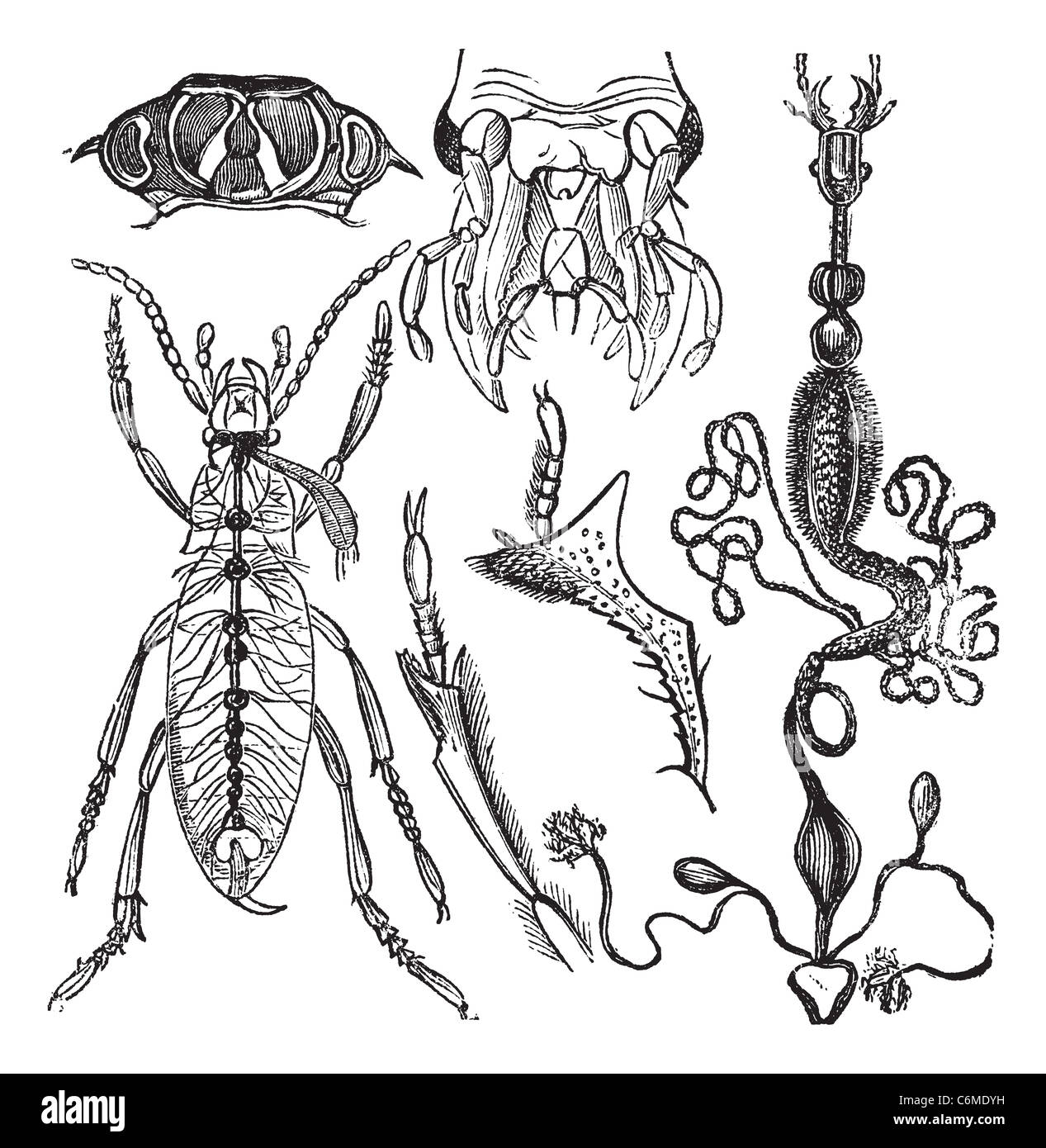 Coleopteres or French-Language Scientific Journal of Entomology, vintage engraving. Old engraved illustration of various parts Stock Photo