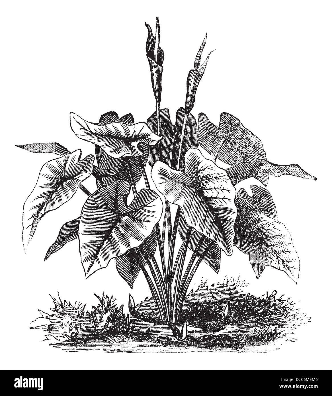 Elephant Ear or Heart of Jesus or Angel Wings or Caladium sp., vintage engraving. Old engraved illustration of an Elephant Stock Photo
