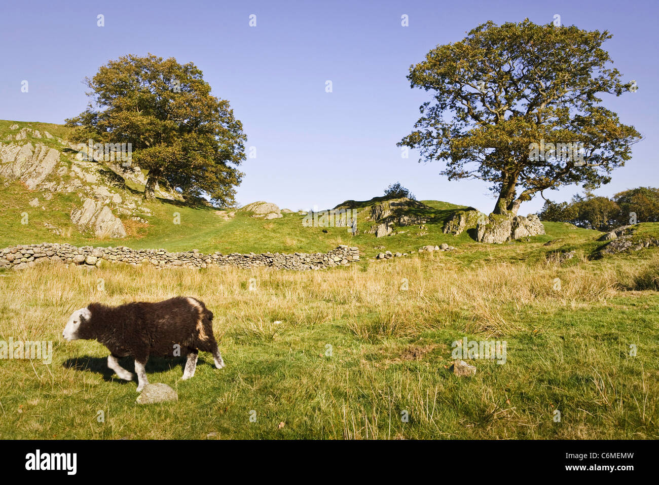 A herdwick sheep walks through countryside in Langdale, Lake District, Cumbria, UK Stock Photo
