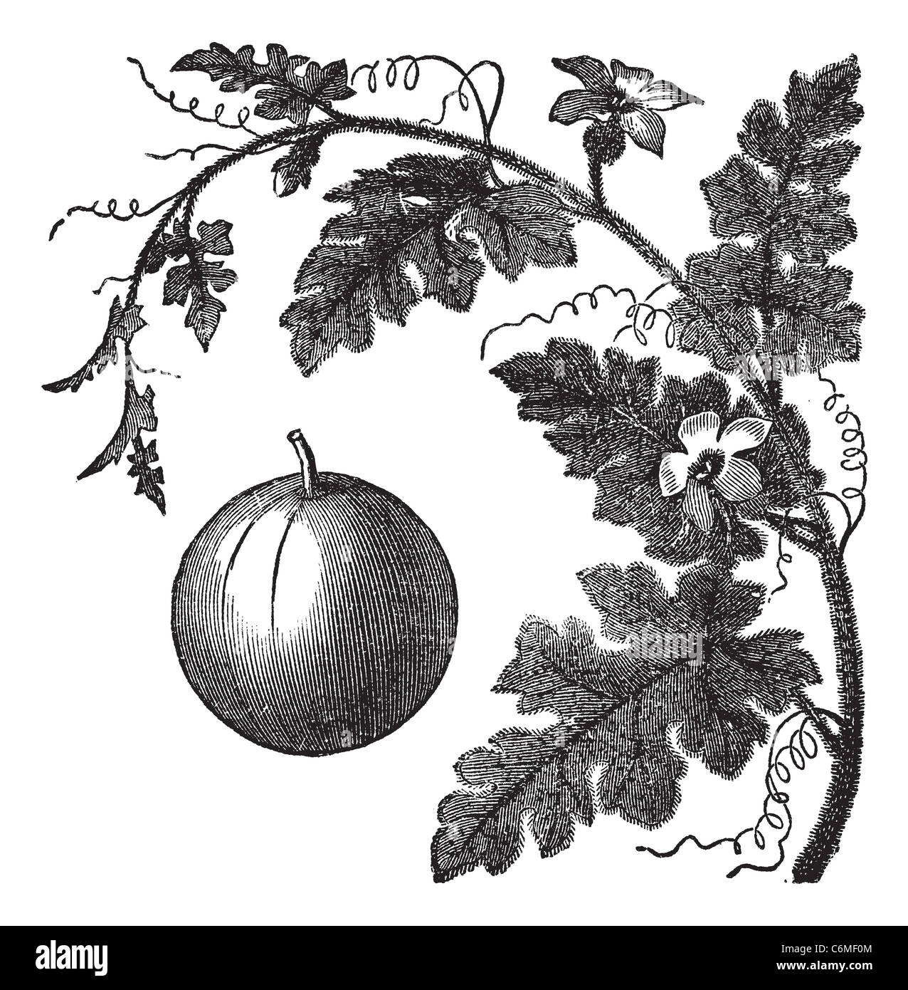 Colocynth or Bitter Apple or Bitter Cucumber or Egusi or Vine of Sodom or Citrullus colocynthis, vintage engraving. Old engraved Stock Photo