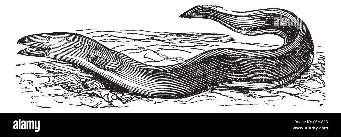 Conger Eel or Conger sp., vintage engraving. Old engraved illustration of a Conger Eel. Stock Photo