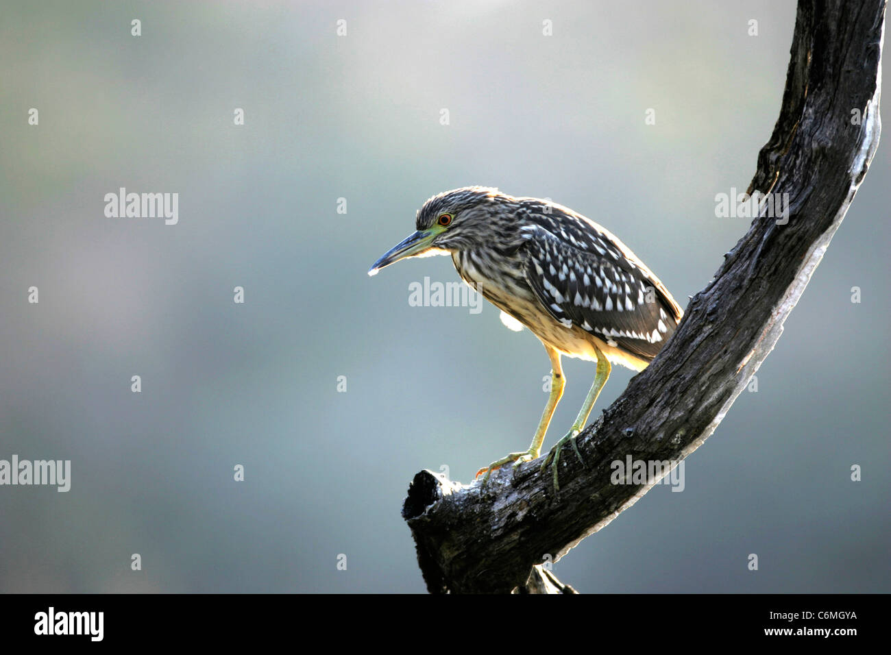 Green backed heron perched on a branch Stock Photo