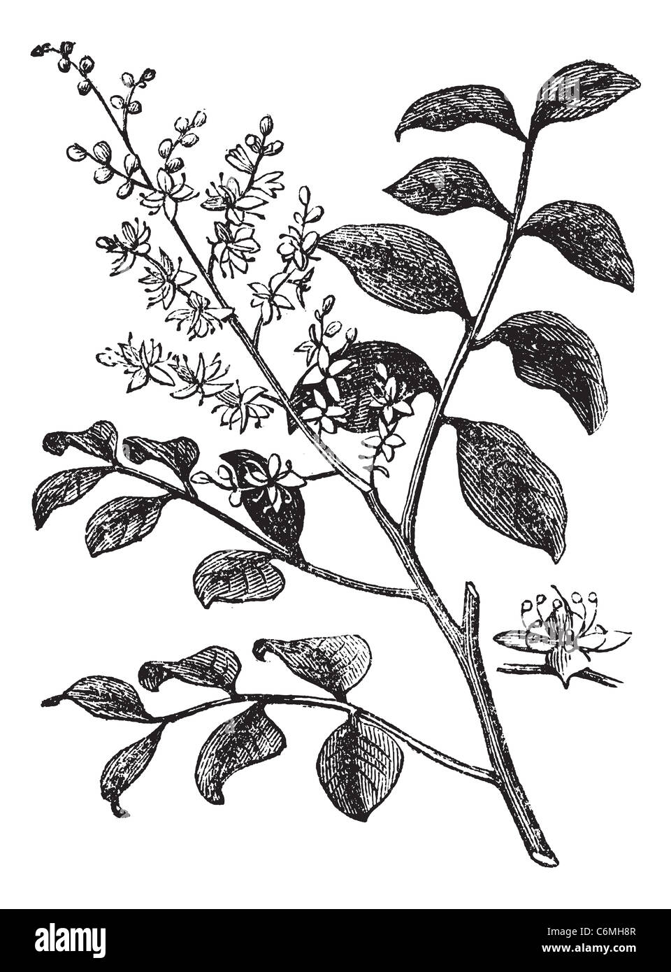 Diesel Tree or Kerosene Tree or Kupa'y or Cabismo or Copauva Cabimo or Copaifera sp., vintage engraving. Old engraved illustrati Stock Photo