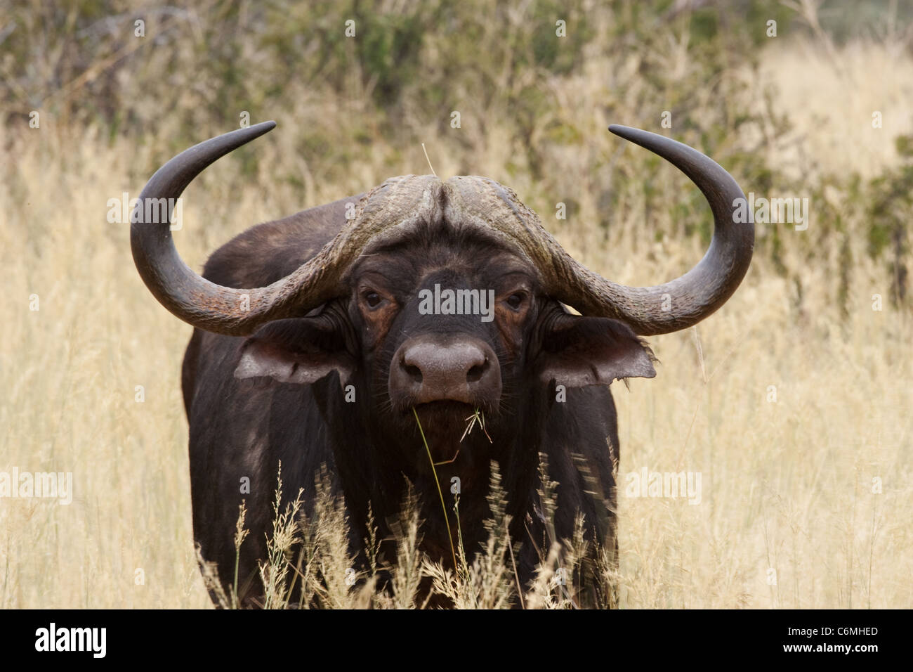 Buffalo head on in dry grass Stock Photo