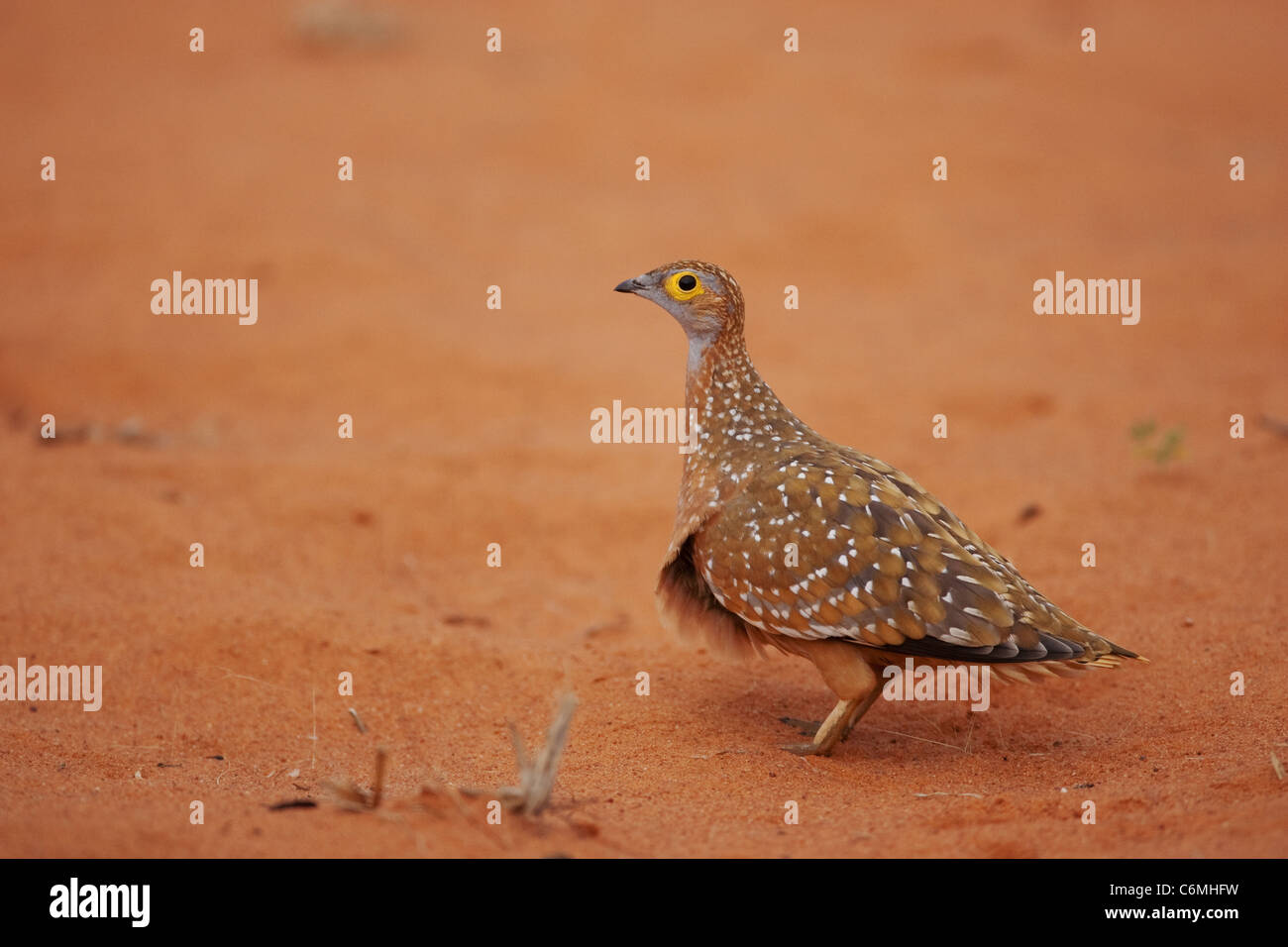 Burchell's sand-grouse against red sand Stock Photo