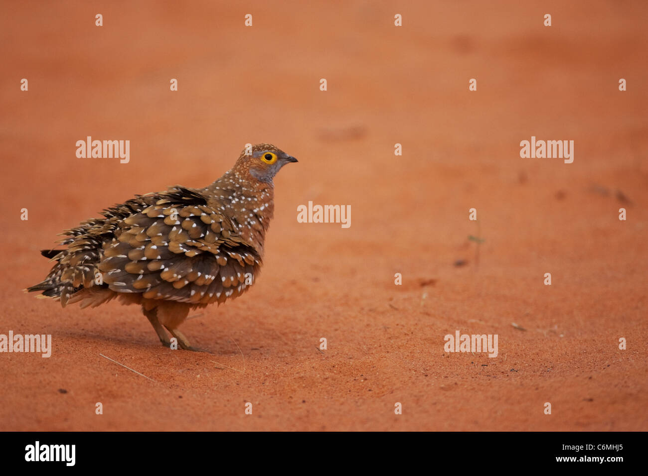 Burchell's sand-grouse against red sand ruffling its feathers Stock Photo
